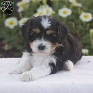 Boone, Cavapoo Puppy
